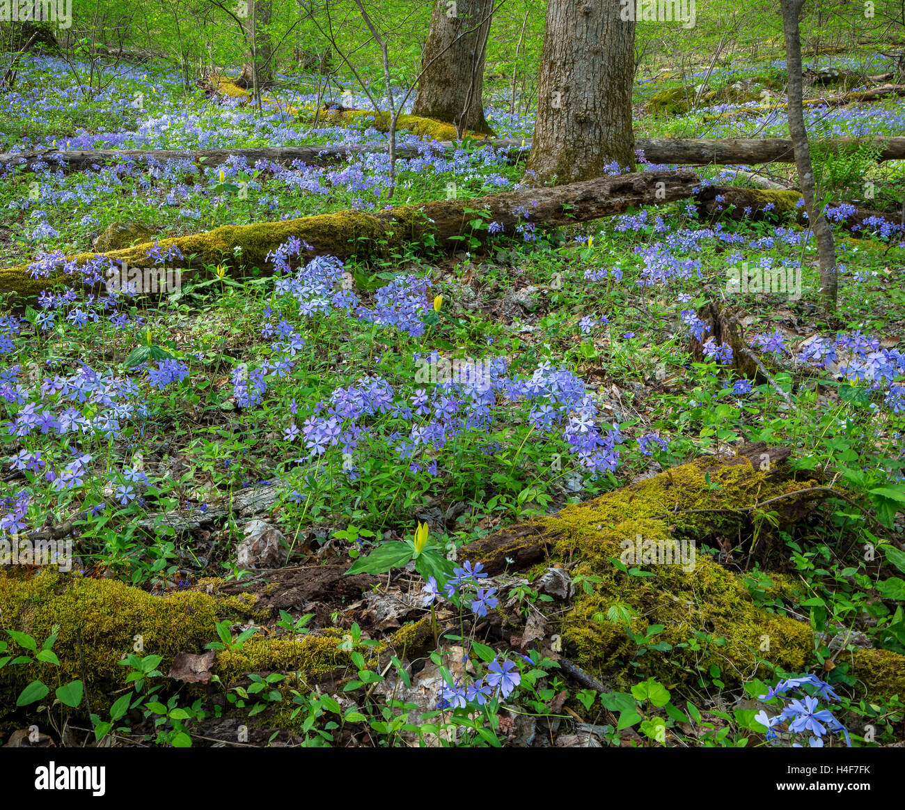 Great-Smoky-Mountains-Nationalpark, Tennessee: Wilde blaue Phlox (Phlox Divaricata) und gelbe Trillium (Trillium Luteum) bloomin Stockfoto