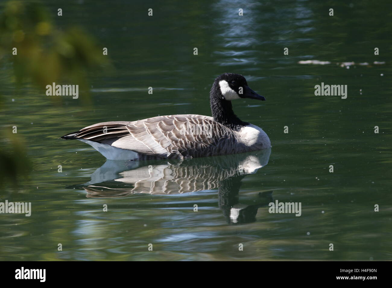 Kanadische Gans an einem wandernden Teich Stockfoto