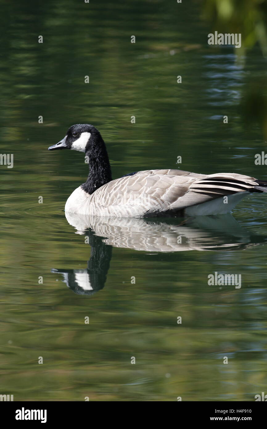 Kanadische Gans an einem wandernden Teich Stockfoto