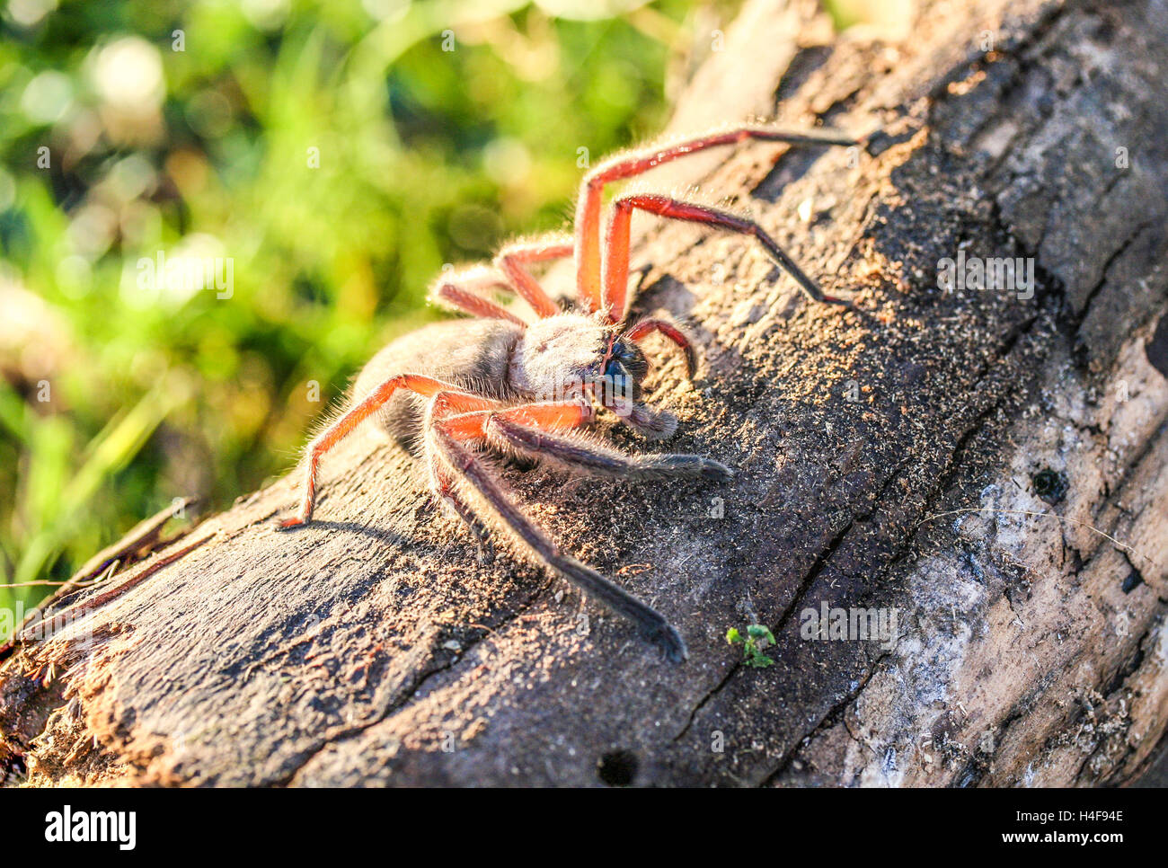 Behaarte Jäger Holz Spinne mit langen Beinen auf Log in der Sonne sitzen. Stockfoto