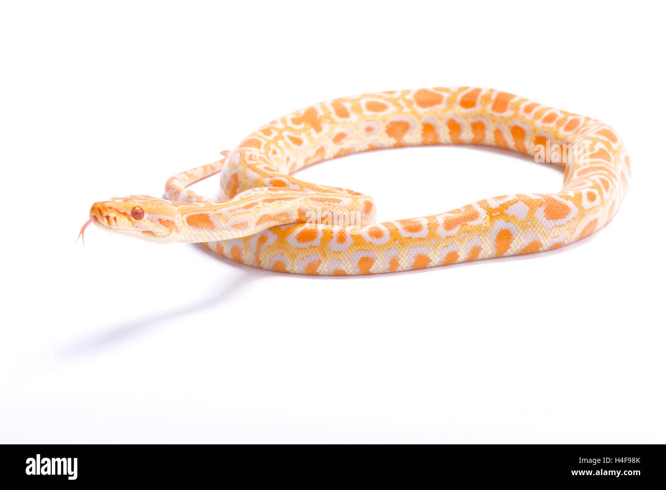 Burmesischen Python, Python Bivittatus, albino Stockfoto