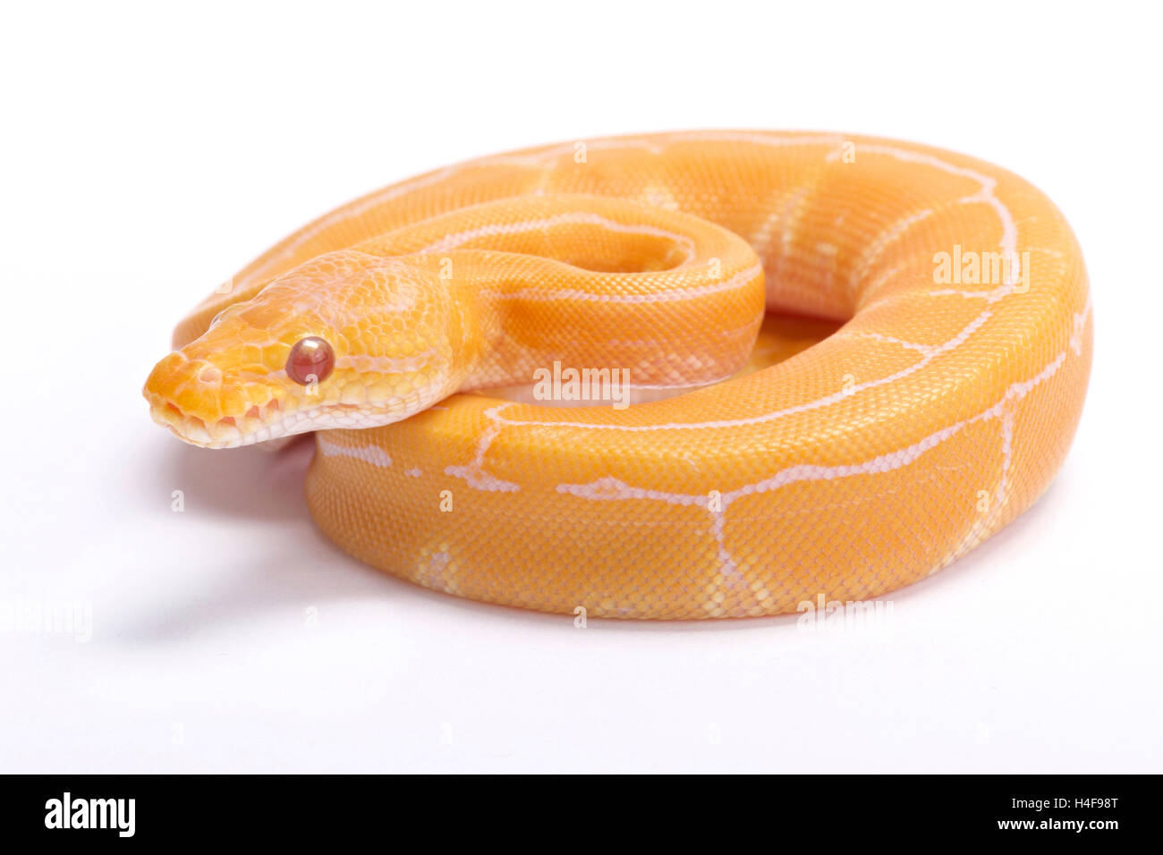 Königspython, Python Regius, Albino Nadelstreifen Stockfoto