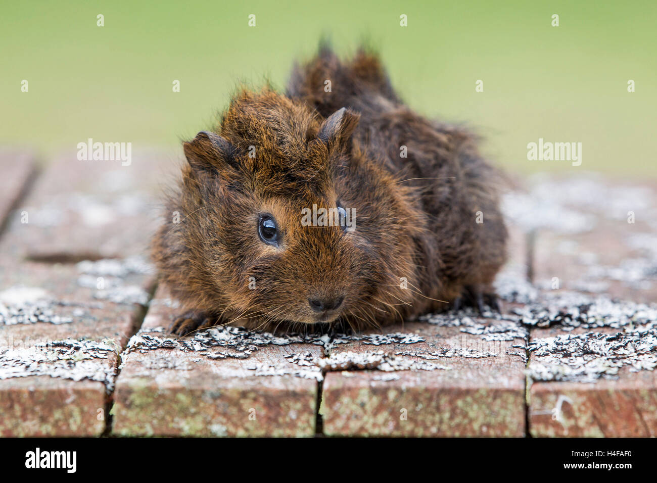 Niedliche Hamster sitzen auf Flechten bedeckt Bank Stockfoto