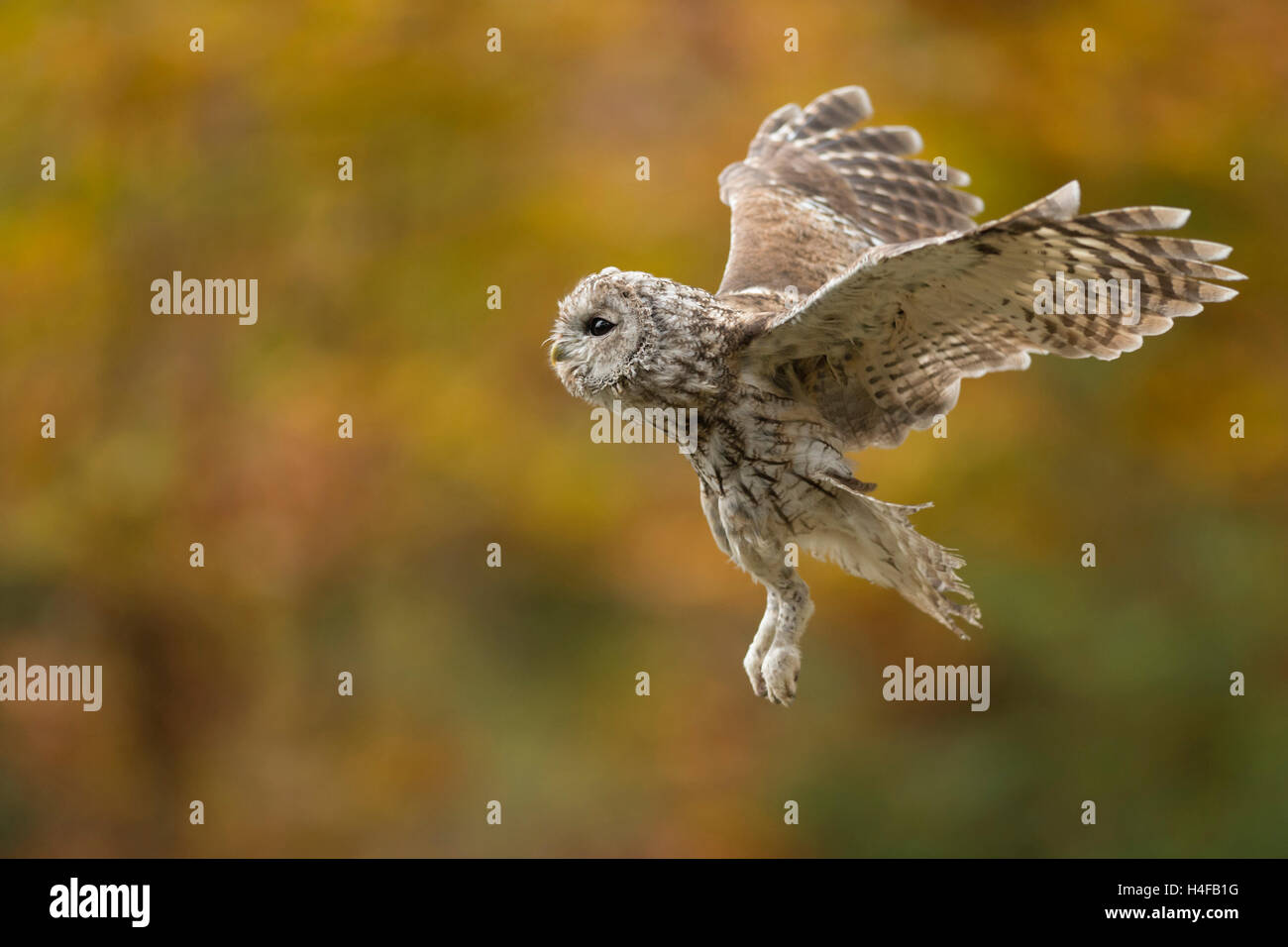 Waldkauz / Waldkauz (Strix Aluco) auf der Flucht vor einem herbstlich gefärbten Hintergrund, Seitenansicht, Fliegen hautnah. Stockfoto