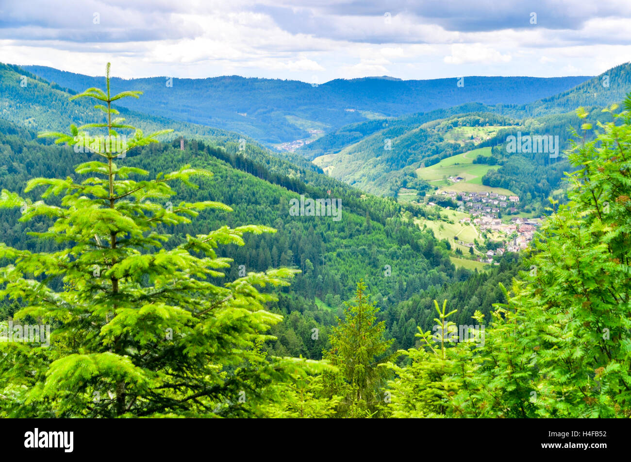 Grüne Landschaft des Schwarzwaldes rund um Bad Peterstal, Schwarzwald, Deutschland Stockfoto