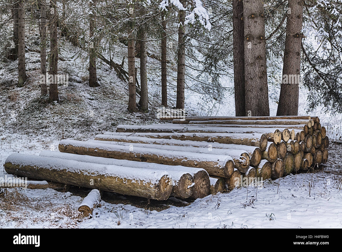 Holzstämme aufgereiht im verschneiten Wald Stockfoto