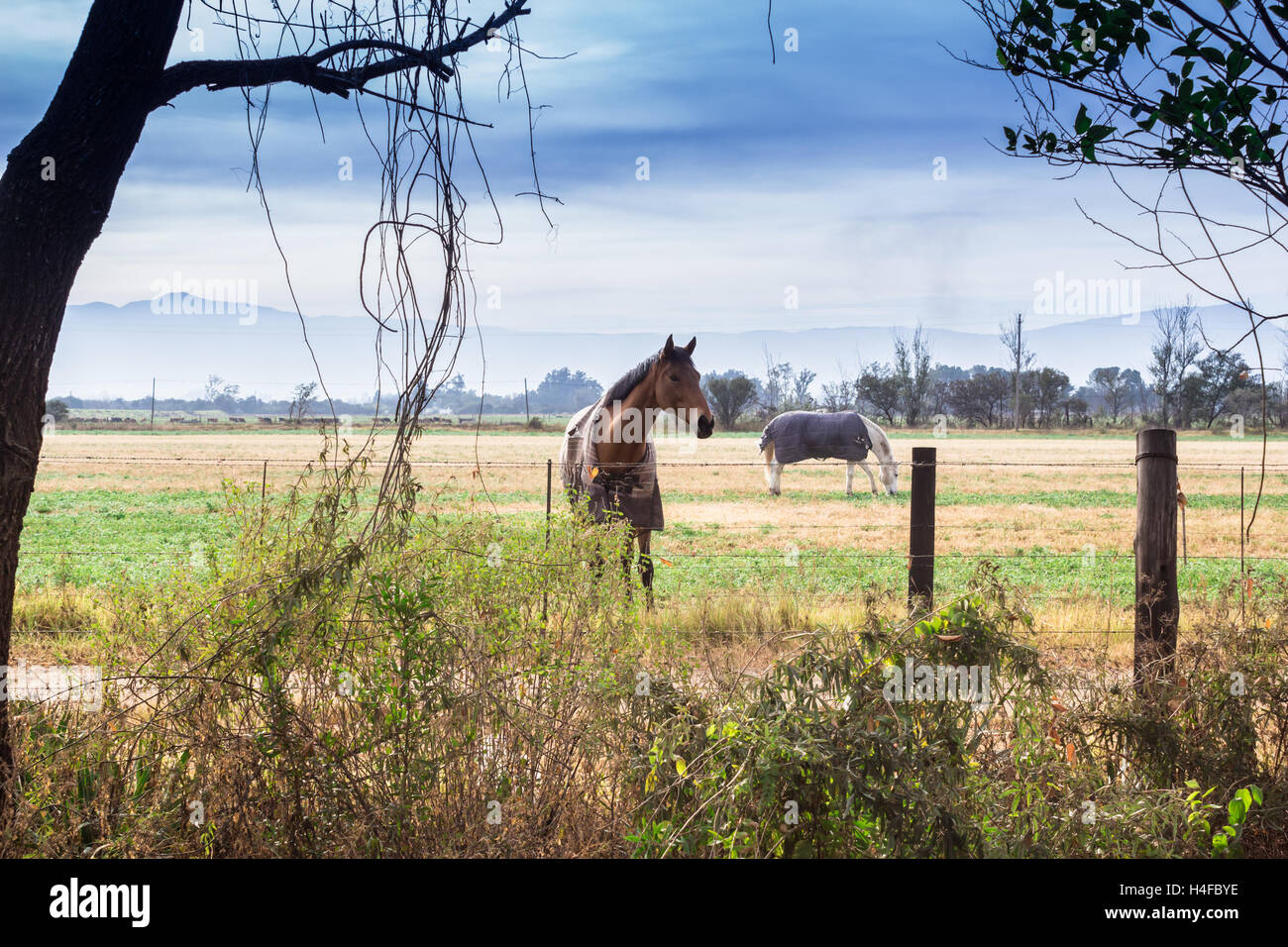 Zwei Pferde mit Decken in eingezäunten Koppel Weiden Stockfoto