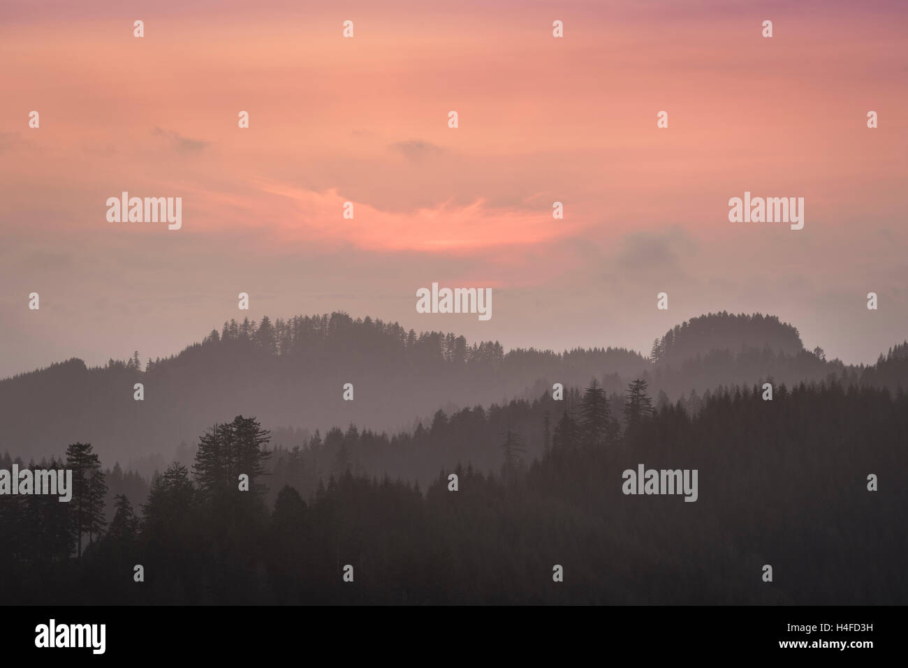 Nebel, Rollen im Sonnenuntergang, Elliott State Forest, Coast Range Mountains, Oregon. Stockfoto