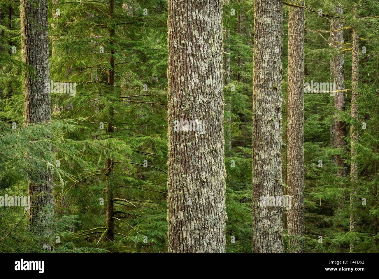 Western Hemlock Bäume, Elliott State Forest, Coast Range Mountains, Oregon. Stockfoto