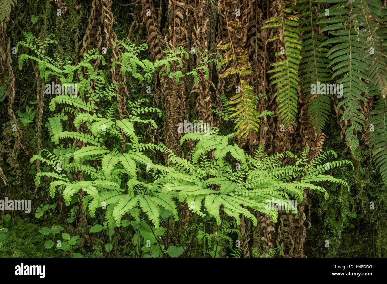 Tausend Farne und Schwert Farne, Elliott State Forest, Coast Range Mountains, Oregon. Stockfoto