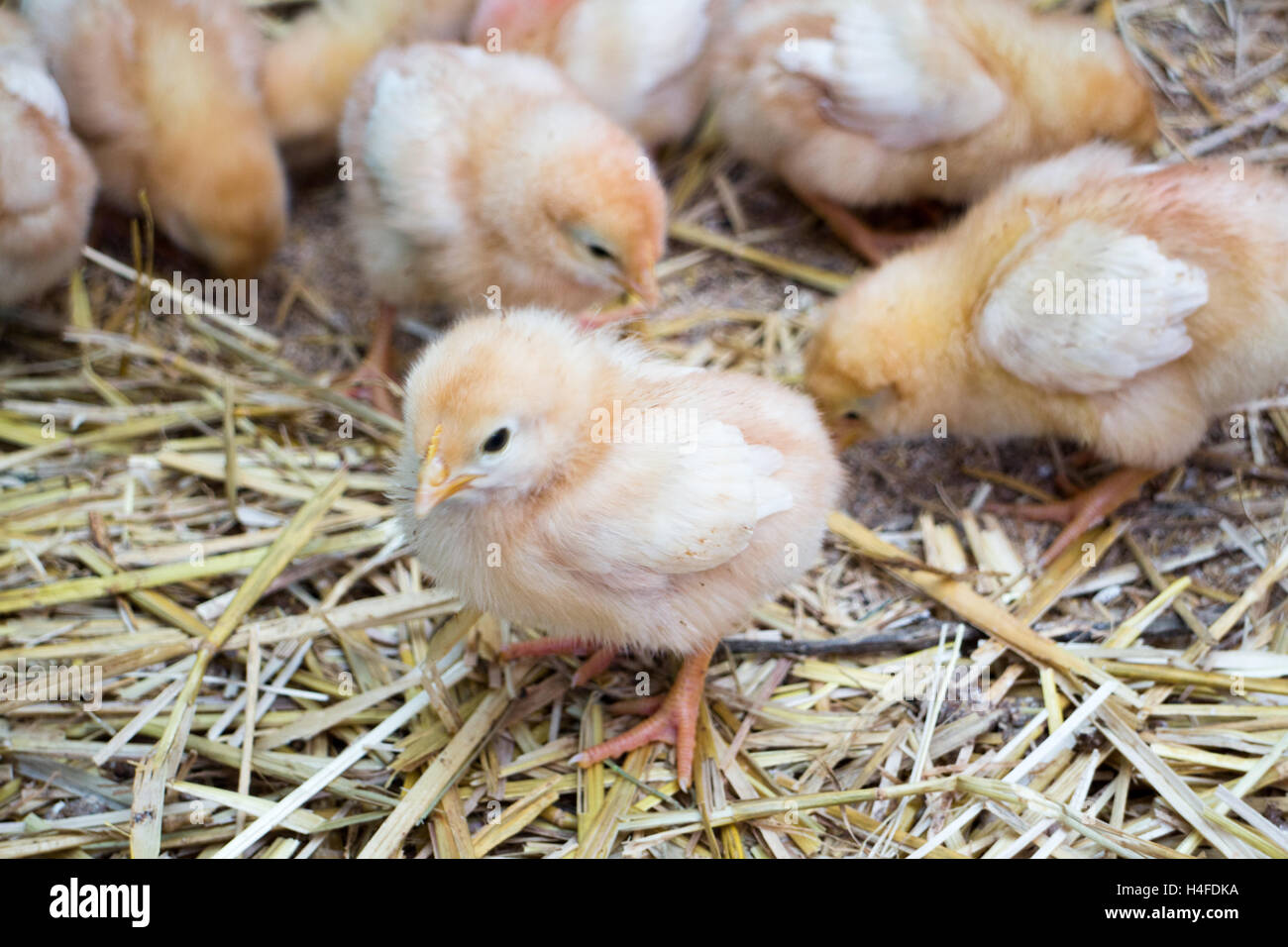 Baby Hühner, Küken wachsen schnell, wenig Flaum Kugeln, Bauernhof inspiriert Stockfoto