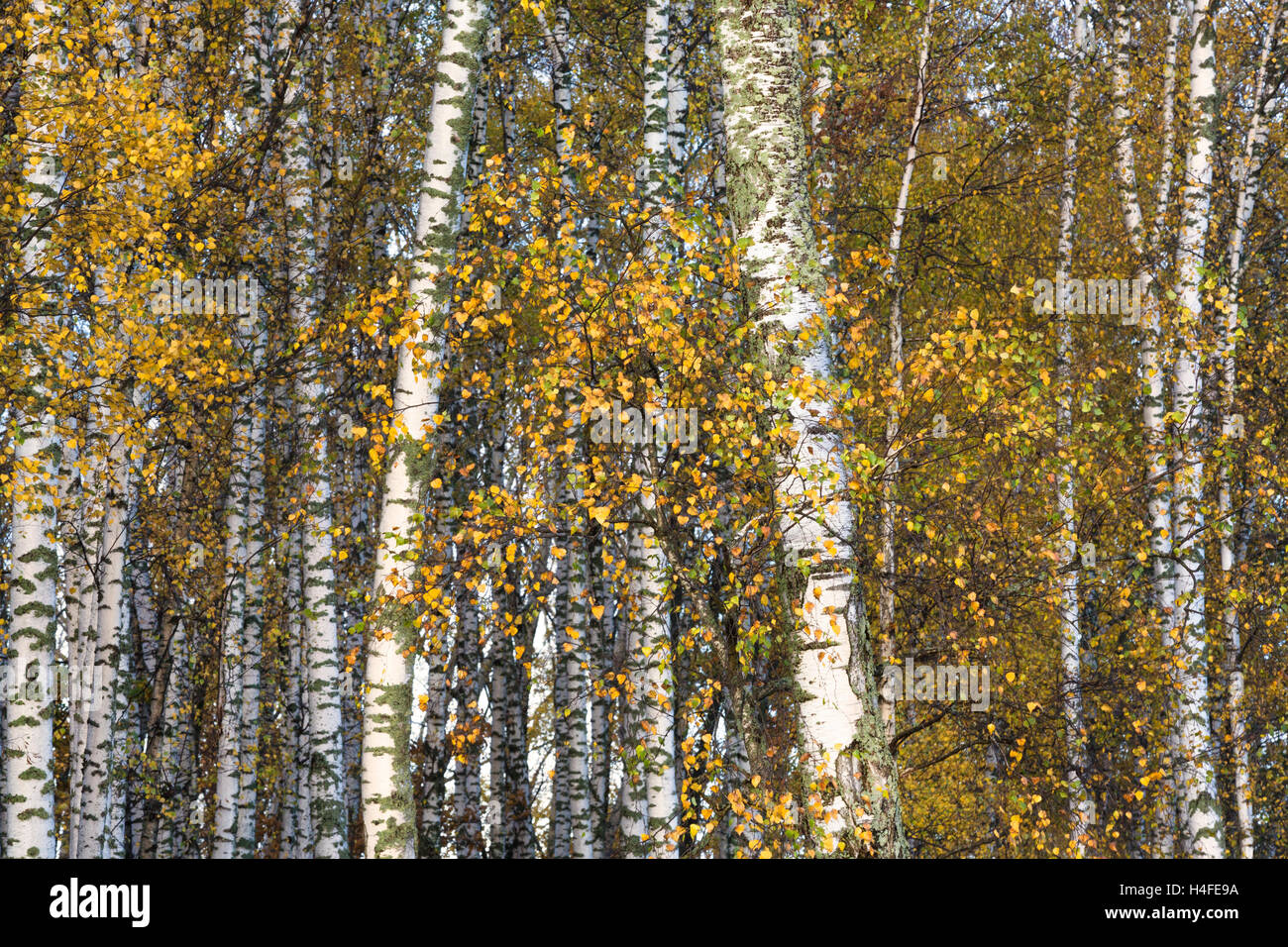 Herbstwald mit Birken Stockfoto