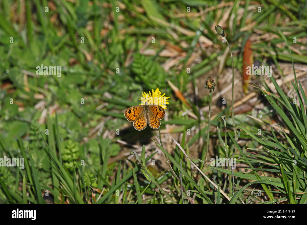 Wand braun Schmetterling lateinischen Namen Lasiommata Megera Fütterung auf eine gelbe Blume in Italien von Ruth Schwan Stockfoto