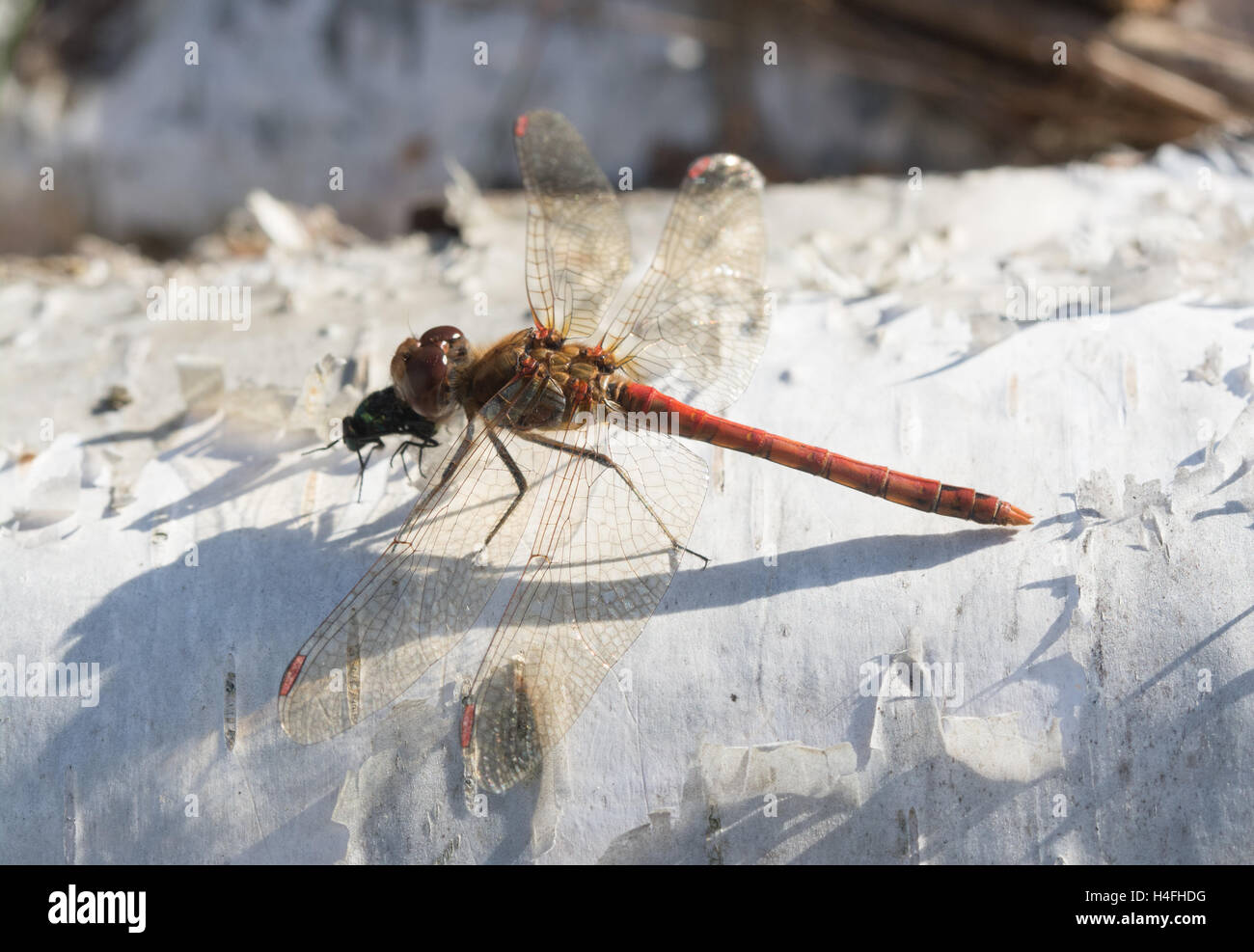 Männliche gemeinsame Darter Libelle (Sympetrum Striolatum) Fütterung auf eine Fliege an Silver Birch-Protokolle Stockfoto
