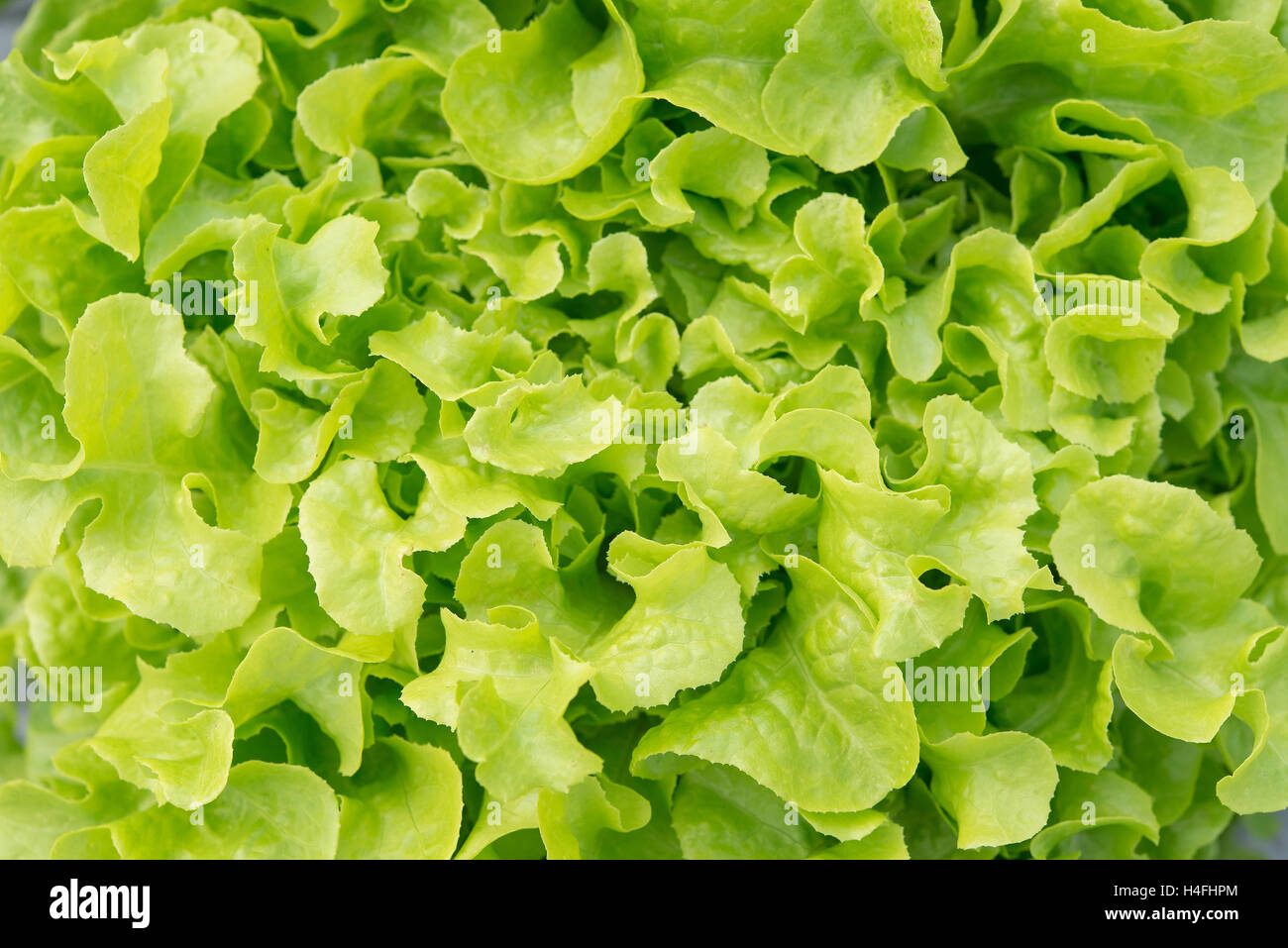 Grüne Eiche Salat Werk verlässt Hydroponische Gemüse Stockfoto