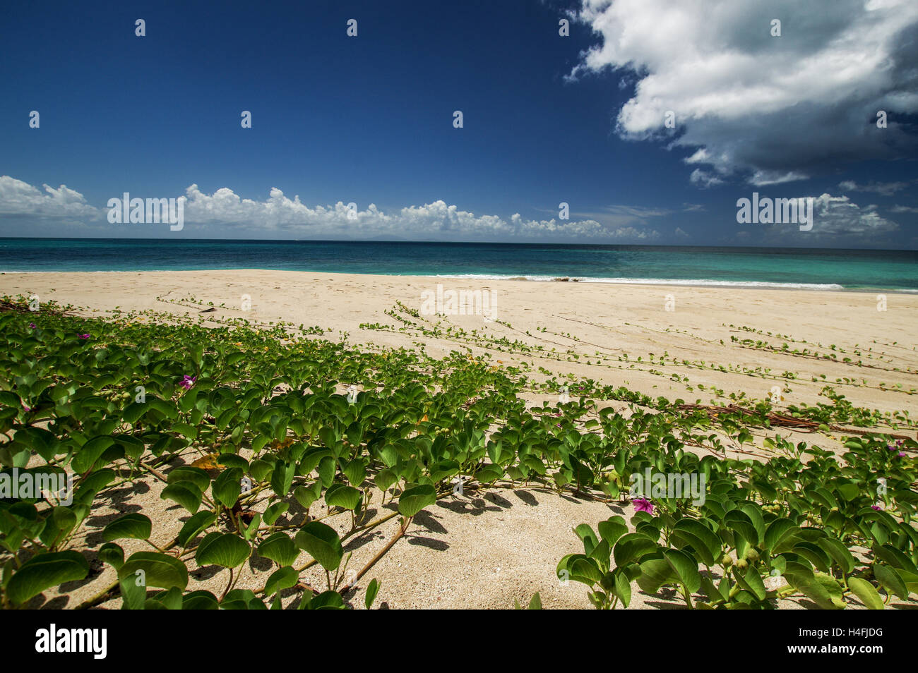 Ziegenmilch Fuß bedeckte Strand in Krabbe Punkt - Antigua Caribbean Stockfoto