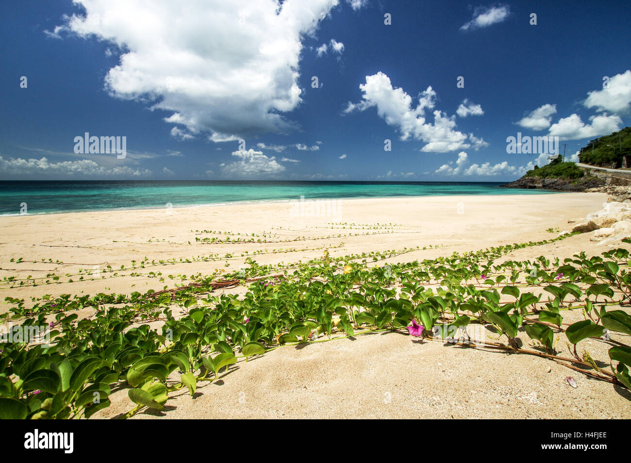 Ziegenmilch Fuß bedeckte Strand in Krabbe Punkt - Antigua Caribbean Stockfoto
