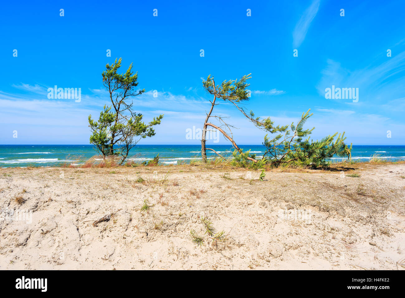 Grünen Kiefern auf Sand Düne mit Blick auf Debki Strand, Ostsee, Polen Stockfoto