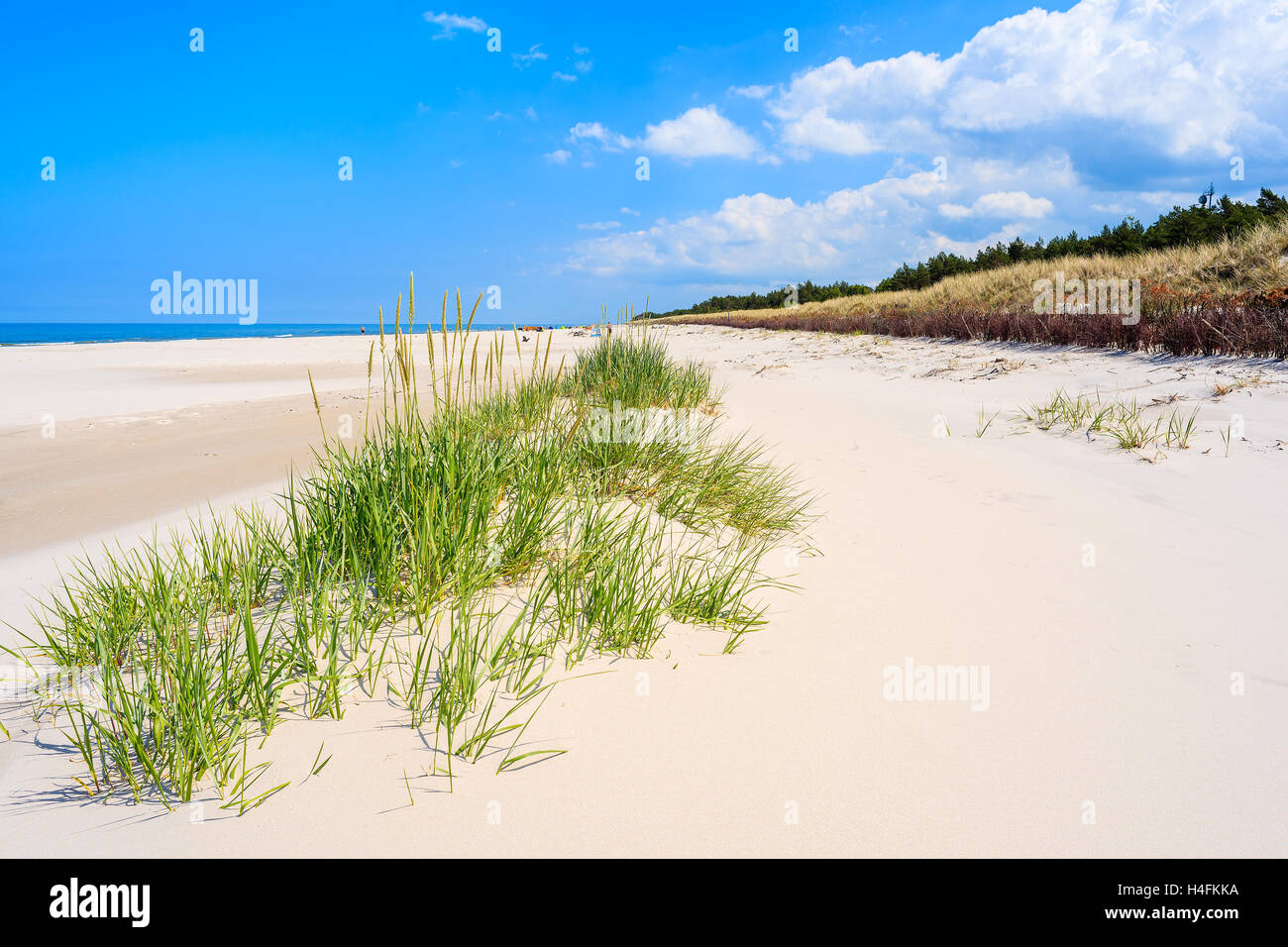 Grüner Rasen auf Sanddüne am schönen Strand in Bialogora Küstendorf, Ostsee, Polen Stockfoto