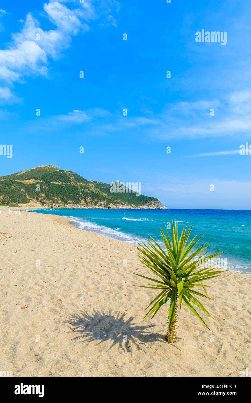 Kleine grüne Agave Pflanze auf Sand und Blick auf Meer, Strand von Capo Boi, Insel Sardinien, Italien Stockfoto