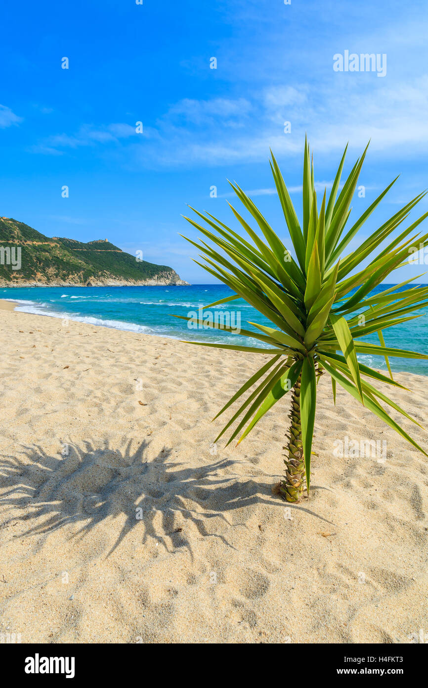 Kleine grüne Palme auf Sand und Blick auf Meer, Strand von Capo Boi, Insel Sardinien, Italien Stockfoto