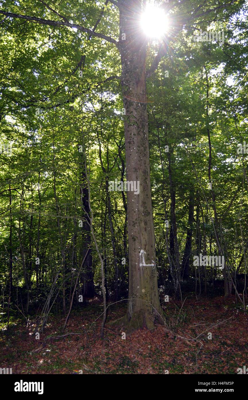 Sonne den Wald durch die Äste eines Baumes piercing Stockfoto