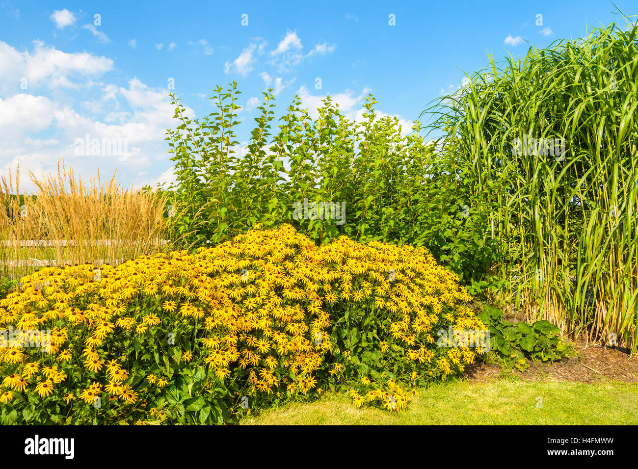 Gelbe Blumen in einem Garten auf sonnigen Sommertag, ländlichen Gegend von Polen Stockfoto