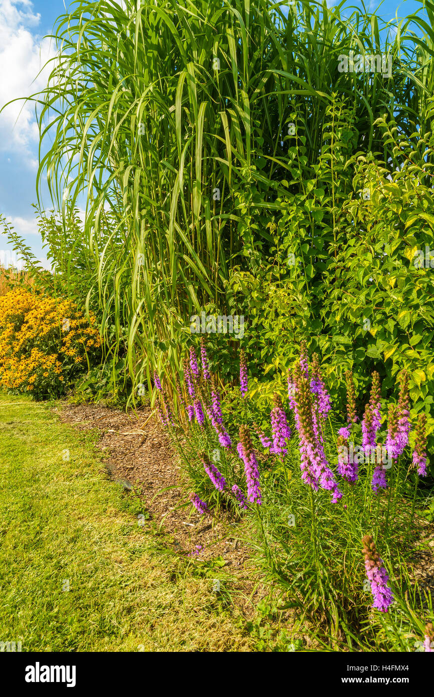 Lavendel Blumen in einem Garten auf sonnigen Sommertag, Polen Stockfoto