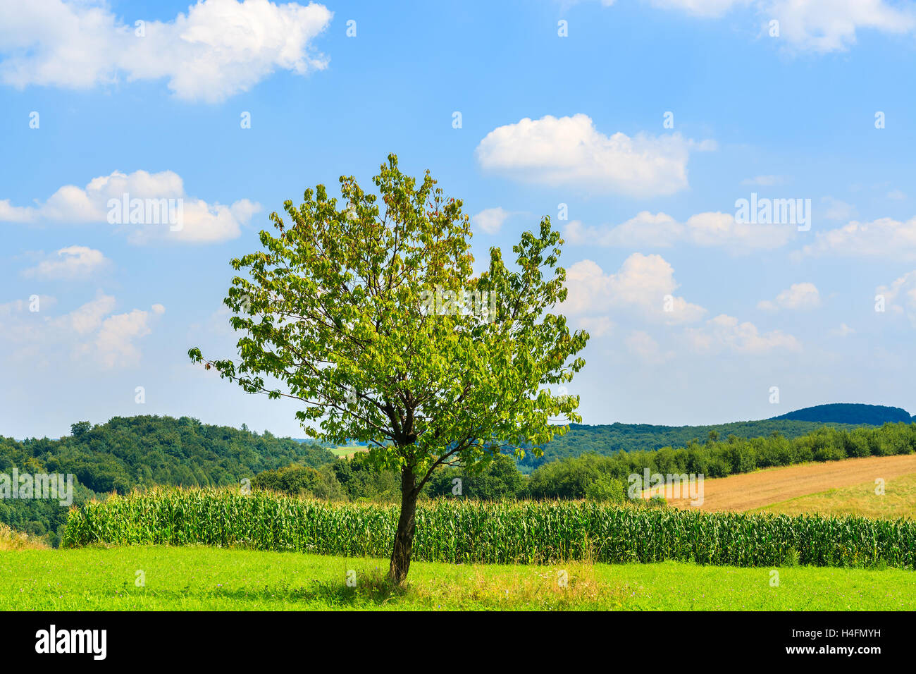 Grüne einsame Baum im landwirtschaftlichen Bereich im Sommer in der Nähe von Krakau, Polen Stockfoto