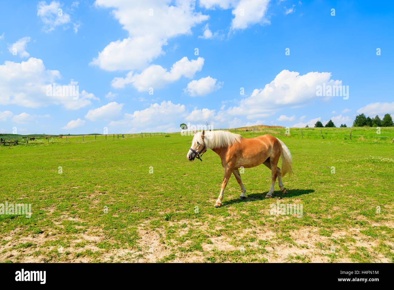 Pferde weiden auf grüner Wiese an sonnigen Sommertag in der Nähe von Krakau, Polen Stockfoto