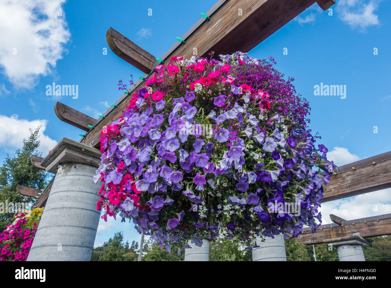 Rosa und lila Petunien platzen mit leuchtenden Farben in einer Blumenampel. Stockfoto