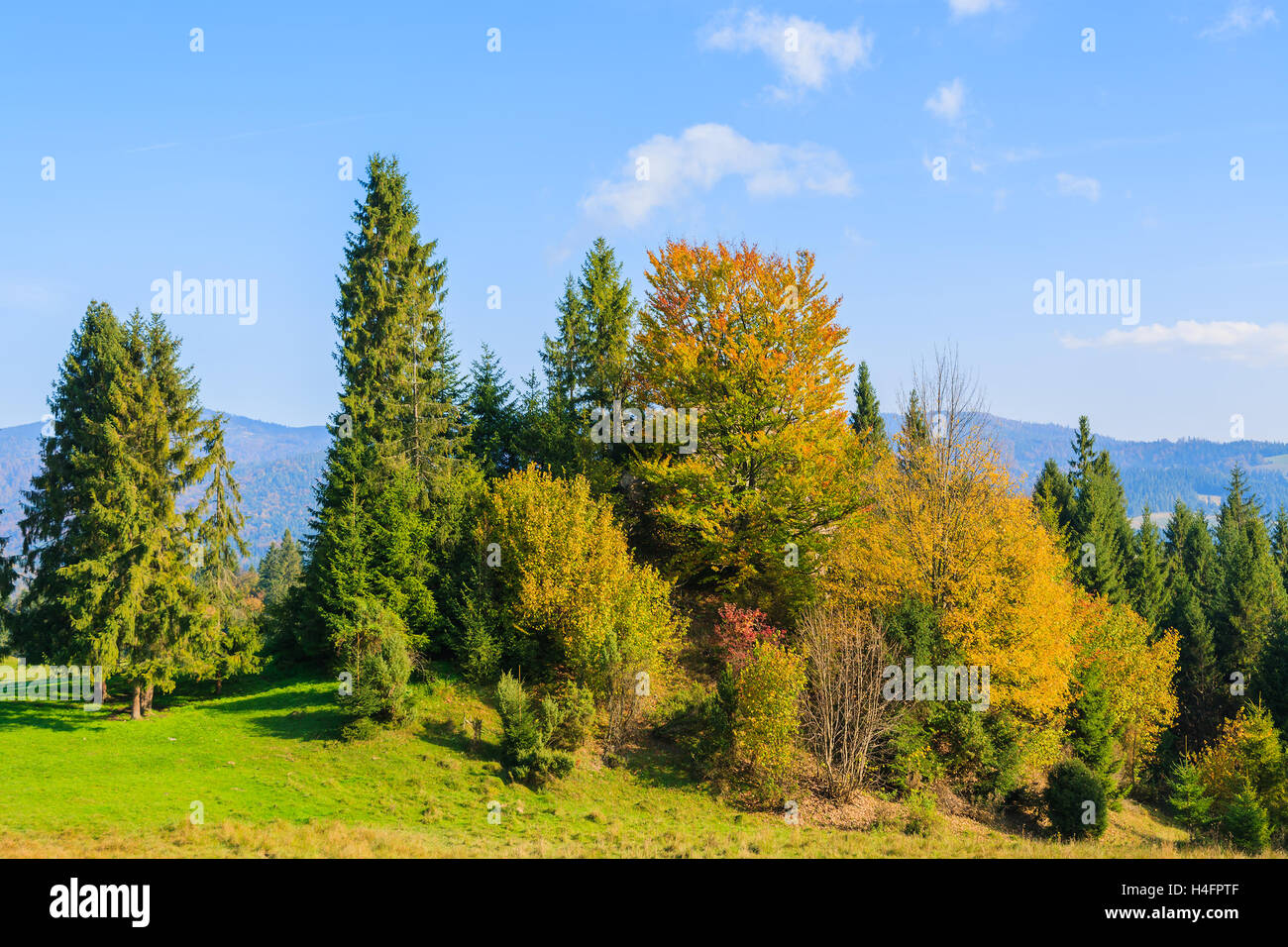 Herbstfarbe Blätter auf den Bäumen in Pieniny-Gebirge in der Nähe von Szczawnica, Polen Stockfoto