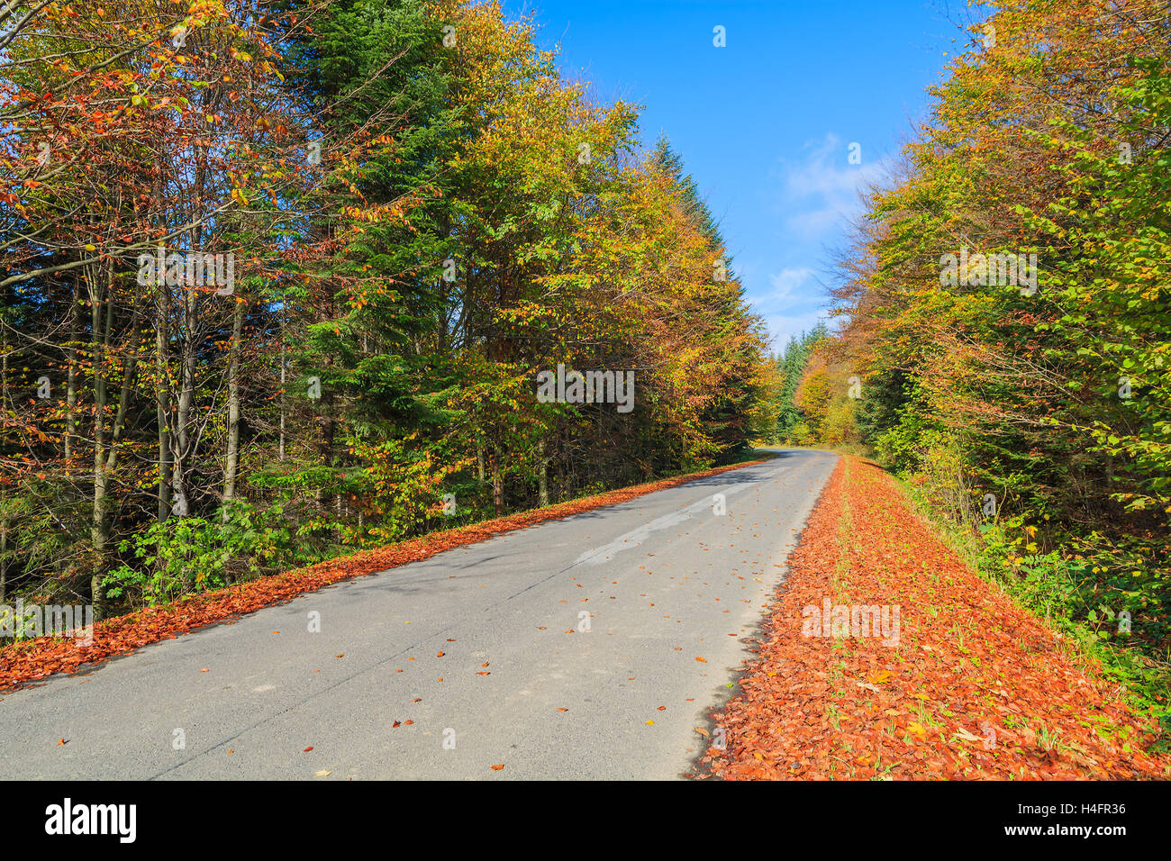 Landstraße im Wald auf sonnigen Herbsttag, Beskid Niski Berge, Polen Stockfoto