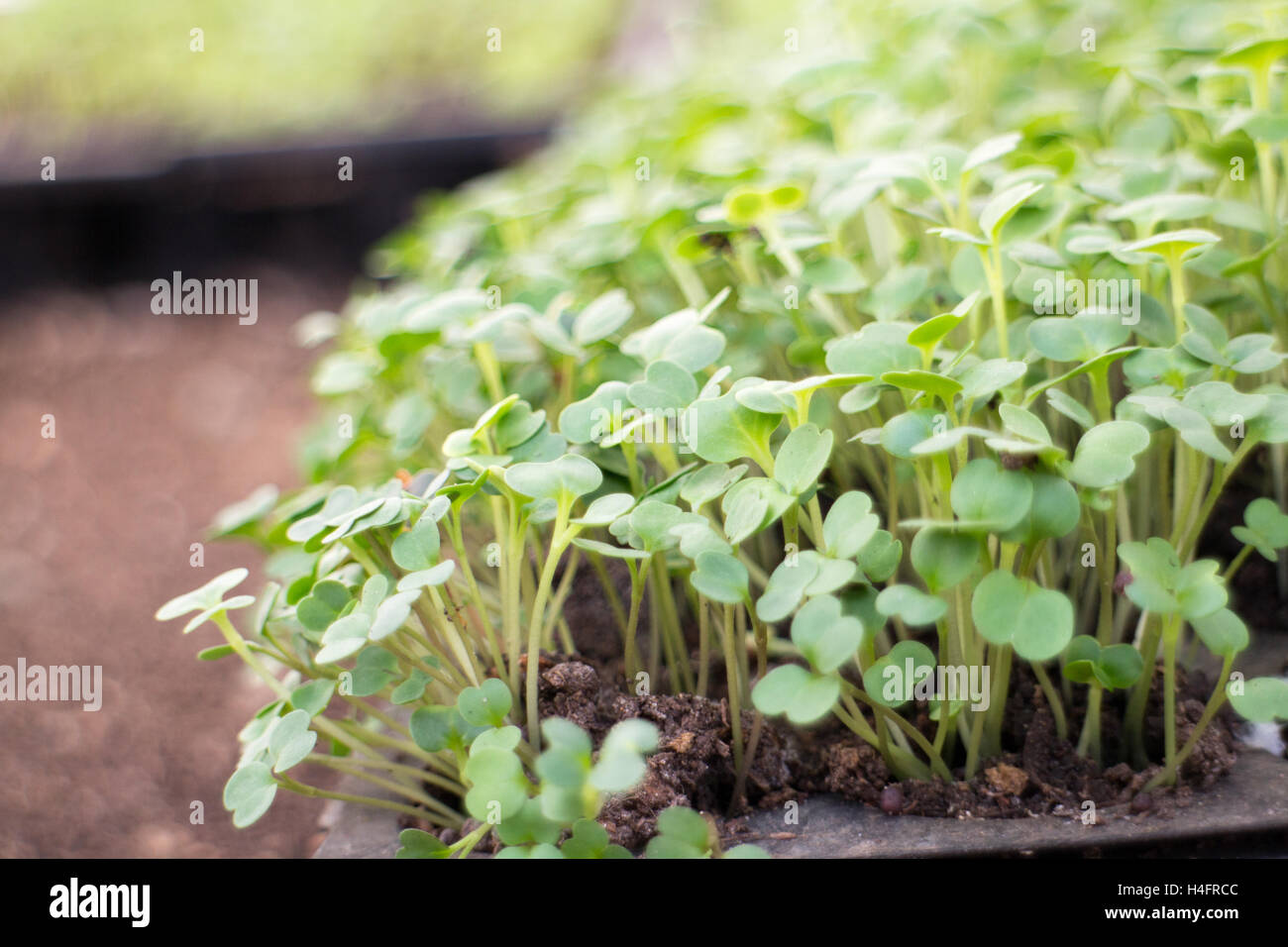 Microgreens wachsen in einer Schale, inspiriert Bauernhof Stockfoto