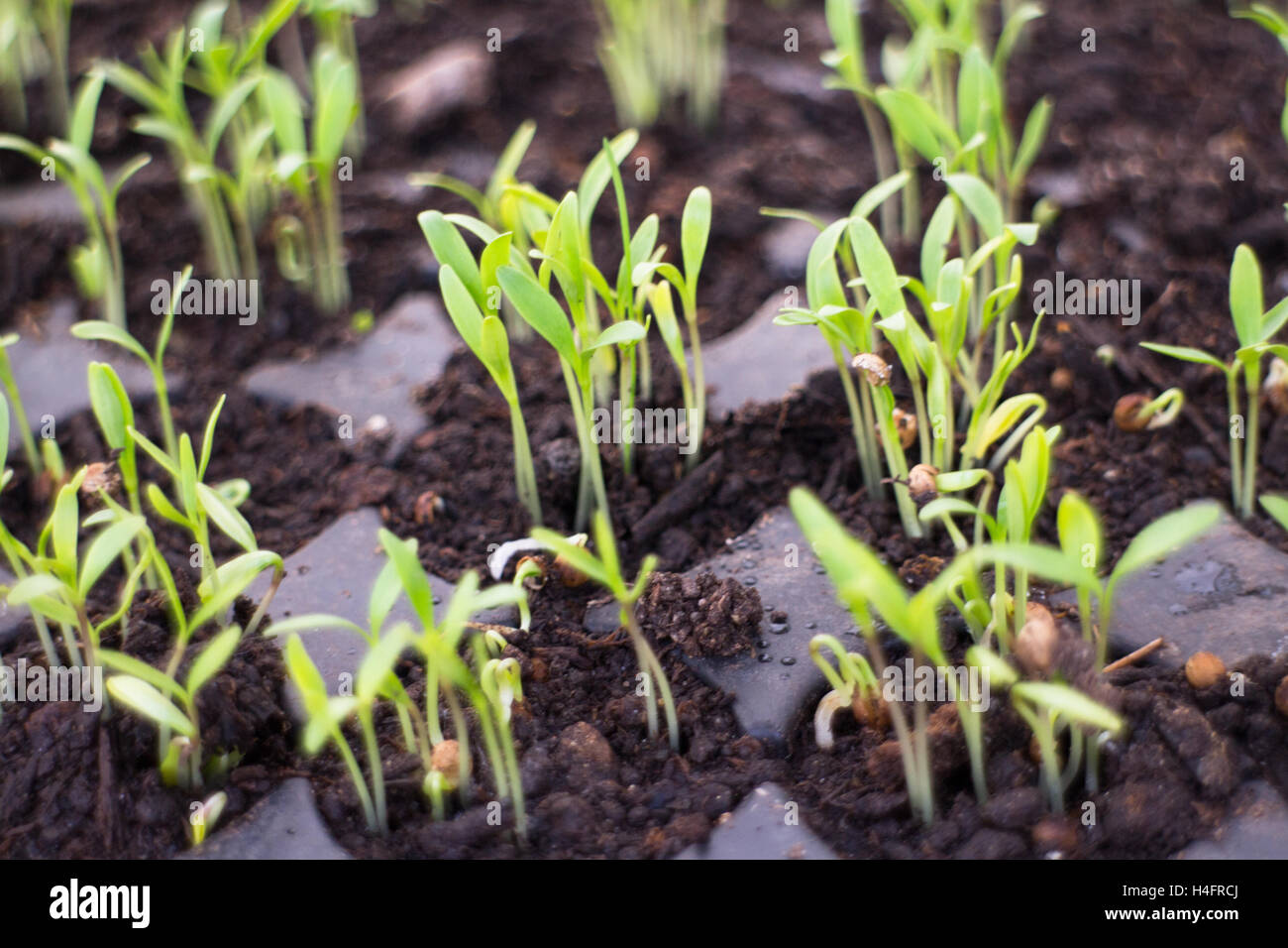 Kleine grüne Pflanzen wachsen im Boden, inspiriert Bauernhof Stockfoto