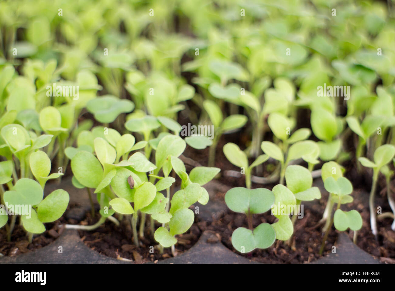 Kleine grüne Pflanzen im Boden Stockfoto