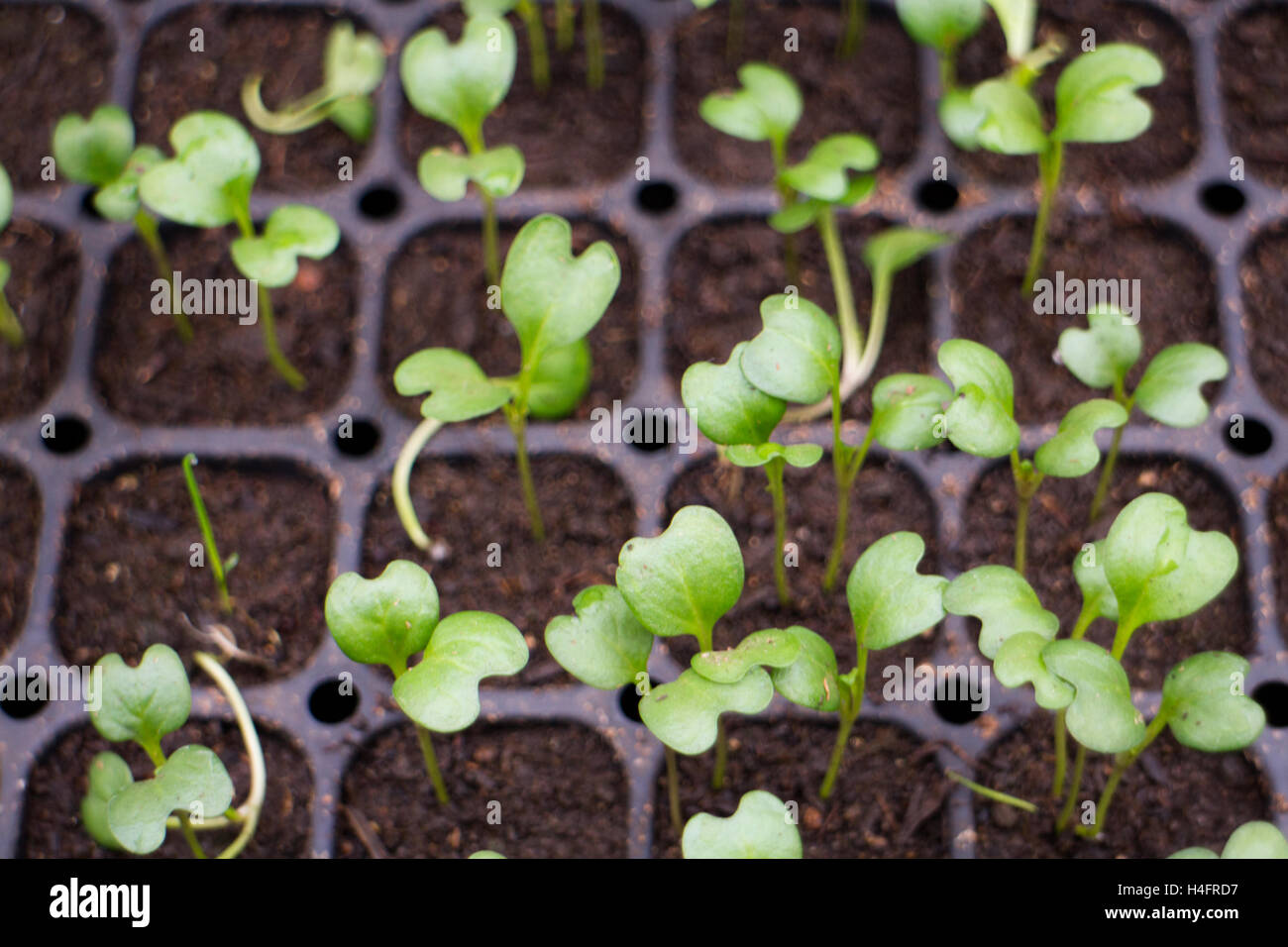 Grüne Baby-Transplantationen, Bauernhof inspiriert Stockfoto