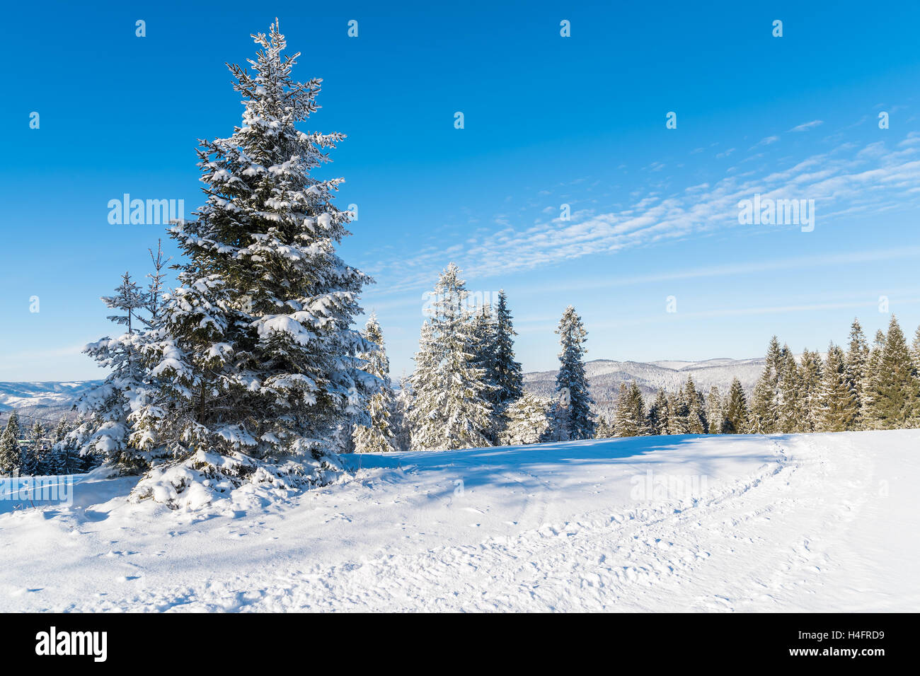 Winterbäume bedeckt mit Neuschnee im Skigebiet Wierchomla, Polen Stockfoto