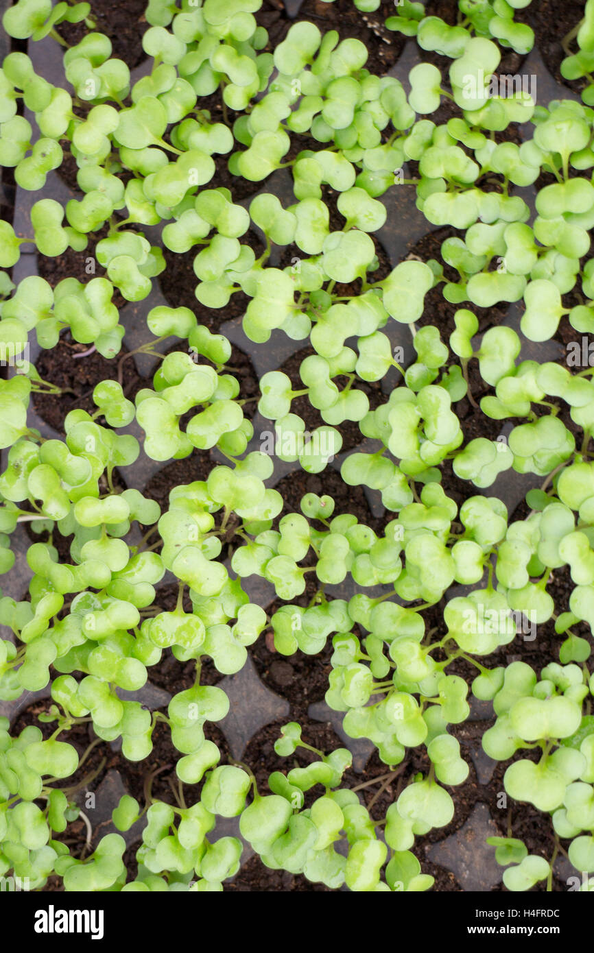 Cluster von grünen Baby Pflanzen, Bauernhof inspiriert Stockfoto