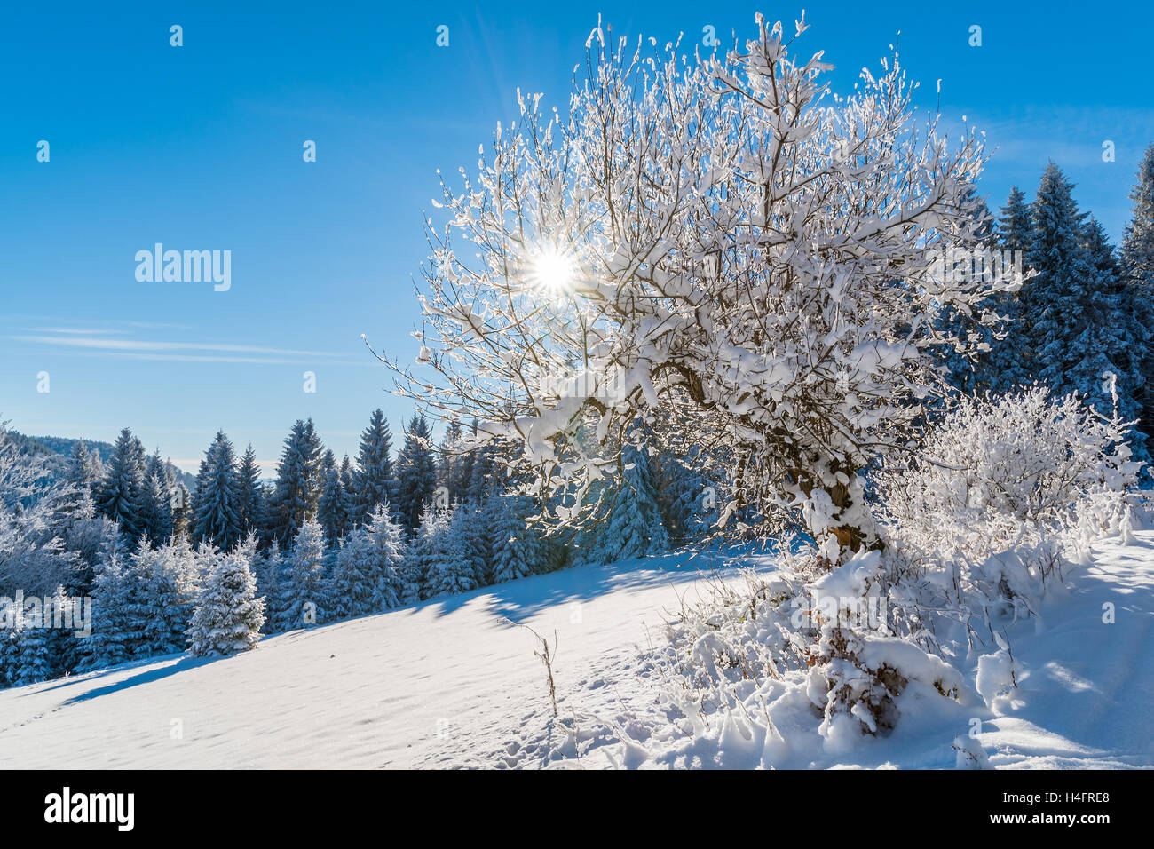 Winterbäume in Beskiden Bienenhonigs mit Sonne am blauen Himmel, Polen Stockfoto