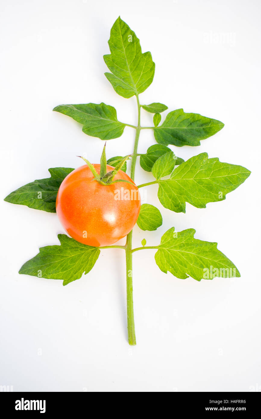 Grüne Tomate Blatt mit roten Tomaten mit grünem Stiel, Bauernhof inspiriert Stockfoto