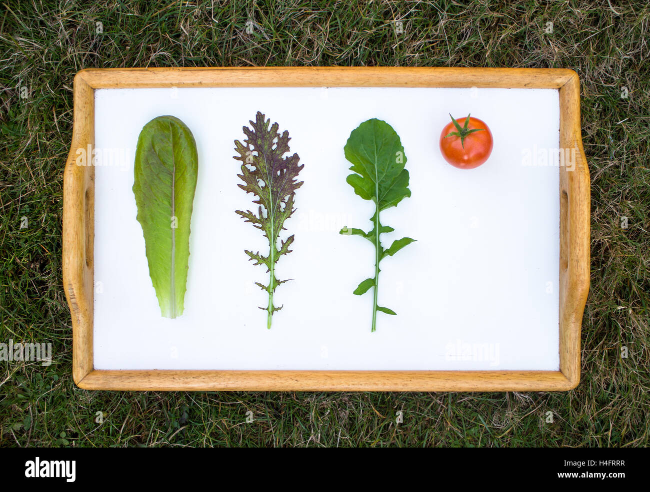 Gemüse auf einem Whiteboard Klassenzimmer inspiriert, Bauernhof inspiriert, Senf, Rucola, Tomaten Stockfoto