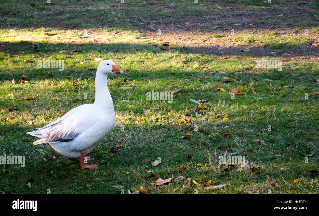 Weibliche weiße Gans außerhalb auf einem Bauernhof, Bauernhof inspiriert Stockfoto