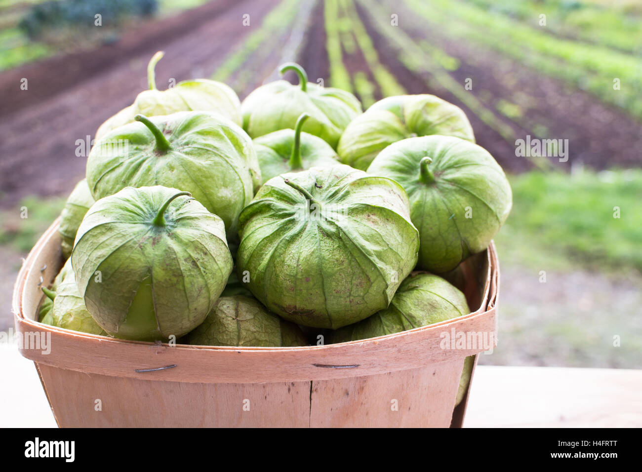 Tomatillo, mexikanische Schale Tomaten, grünen, auf einem Bauernhof, Essen inspiriert Stockfoto