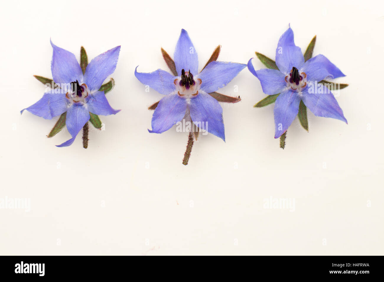 Essbare Borretsch-Blüten, die wie Sterne, geformt sind Bauernhof inspiriert Stockfoto