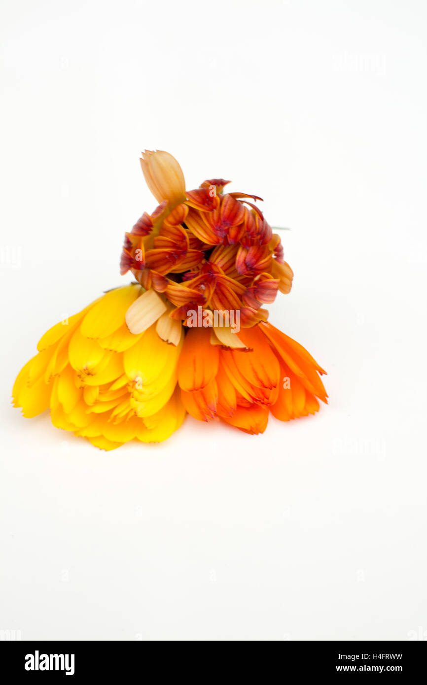 Gelb, orange und rot Calendula-Blüten, die oben, essbare Blumen, geschlossen sind Bauernhof inspiriert Stockfoto