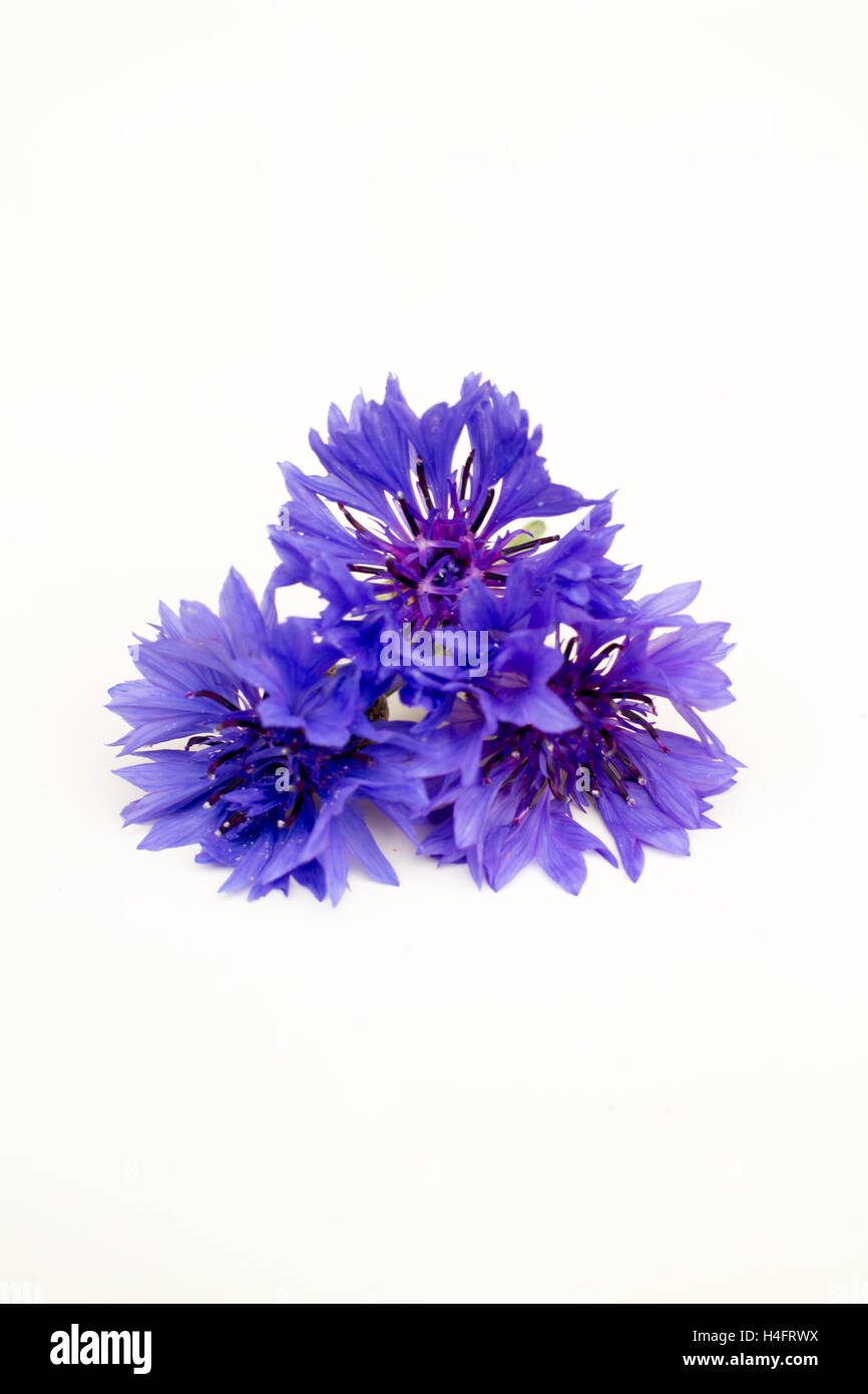 Esswaren Blumen inspiriert Bachelor-Schaltflächen, die auf dem Bauernhof sind blau, Textur und Form, Blumen, Stockfoto