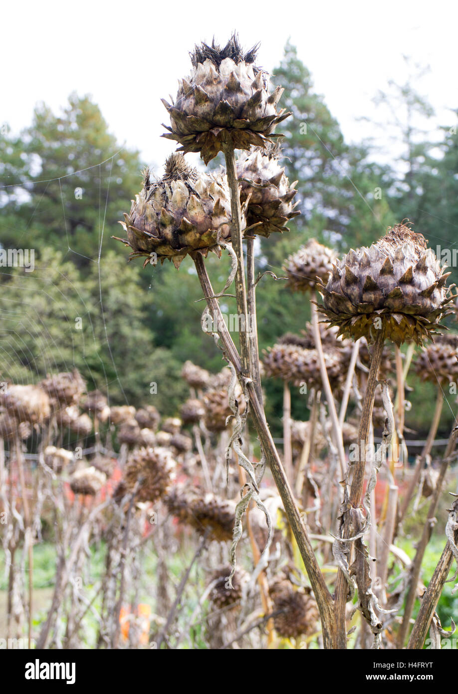 Karde Artischocke Mariendistel, Sonnenblumen-Familie, die wächst auf einem Bauernhof, Bauernhof inspiriert Stockfoto