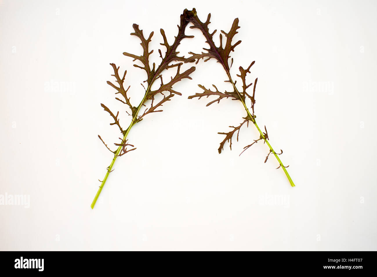 Mizuna Salat geformt wie ein Dreieck Bauernhof inspiriert Stockfoto