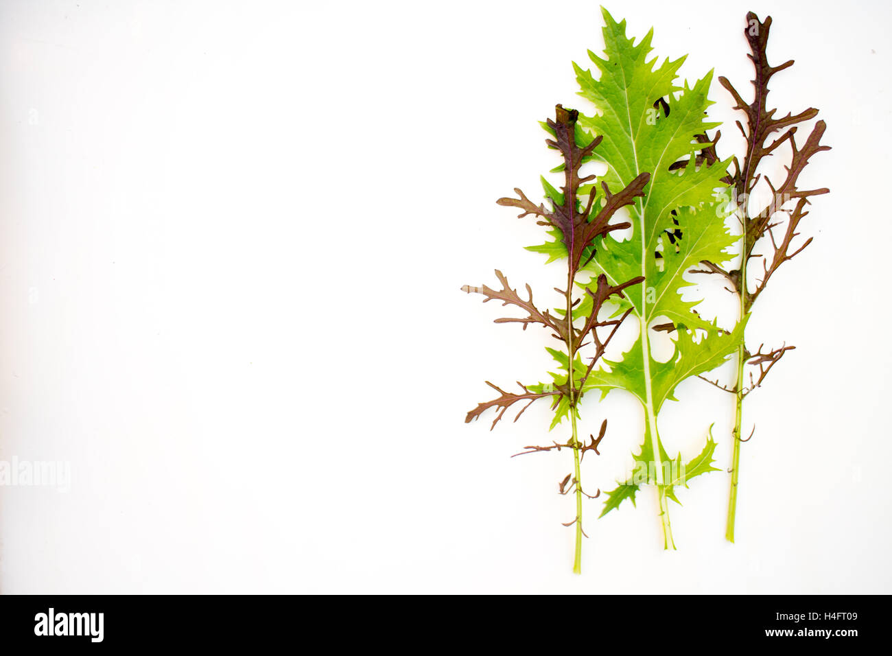 Senf, wie Bäume, Bauernhof inspiriert Stockfoto